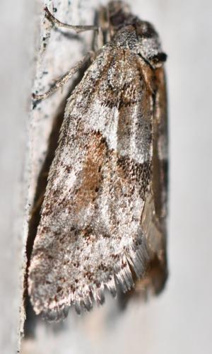 Réf. 299 090 : Tortricodes alternella